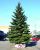 2013_Christmas_Tree.jpg Image